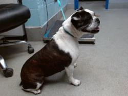 Shelter Stray Female Dog last seen Near BLOCK SACATE BLANCO SW, 11800 Sunset Gardens Rd SW, Albuquerque, NM 87121, USA