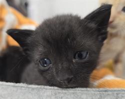 Shelter Stray Female Cat last seen Near BLOCK HARRISON ST, HOLLYWOOD FL 33021, 2400 SW 42nd St, Fort Lauderdale, FL 33312, USA
