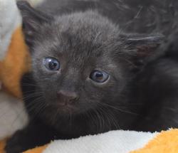 Shelter Stray Male Cat last seen Near BLOCK HARRISON ST, HOLLYWOOD FL 33021, 2400 SW 42nd St, Fort Lauderdale, FL 33312, USA