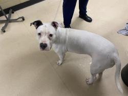 Shelter Stray Female Dog last seen 60TH AND LINCOLN, 3839 W Burnham St, West Milwaukee, WI 53215, USA