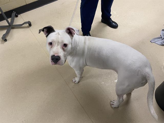 Shelter Stray Female Dog last seen 60TH AND LINCOLN, 3839 W Burnham St, West Milwaukee, WI 53215, USA