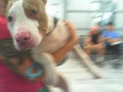 Shelter Stray Male Dog last seen CHARLOTTE, 8315 Byrum Dr, Charlotte, NC 28217, USA