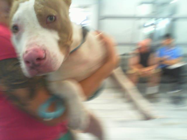Shelter Stray Male Dog last seen CHARLOTTE, 8315 Byrum Dr, Charlotte, NC 28217, USA
