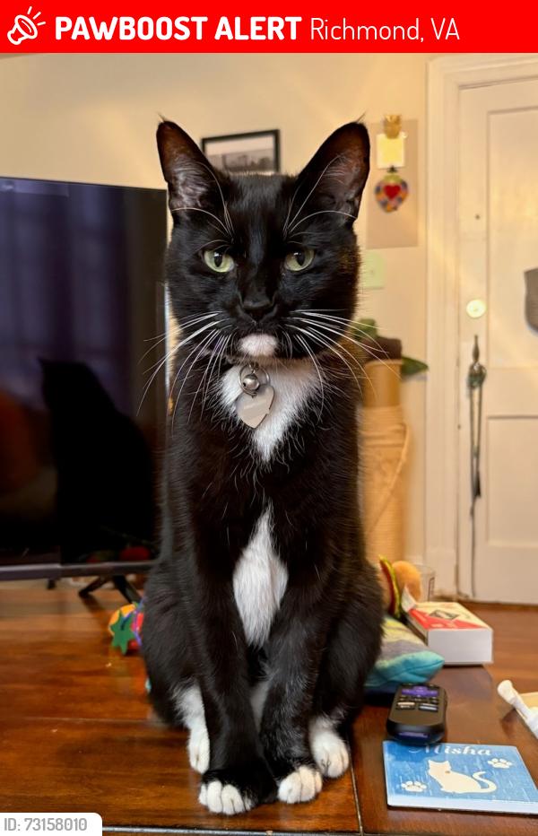 Lost Male Cat last seen Near Grove Ave, Richmond, VA 23221