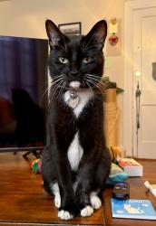 Lost Male Cat last seen Near Grove Ave, Richmond, VA 23221