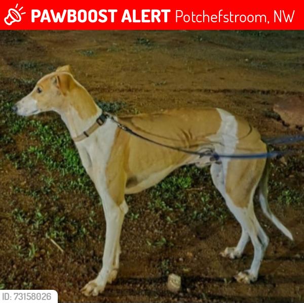 Lost Male Dog last seen Northwest, Potchefstroom, NW 2530