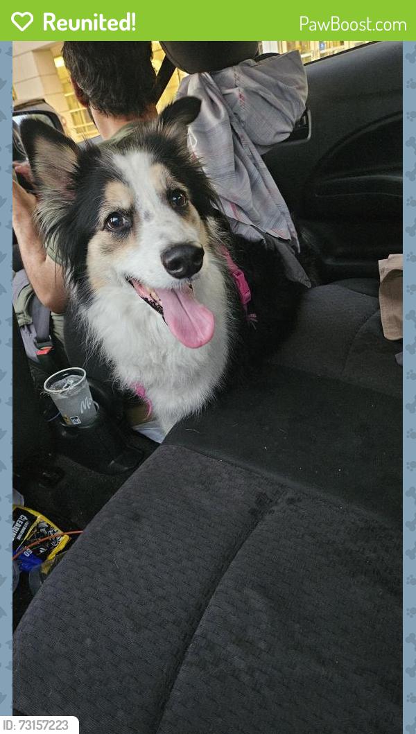 Reunited Female Dog last seen Kellum Drive and Mills Road, Indianapolis, IN 46183