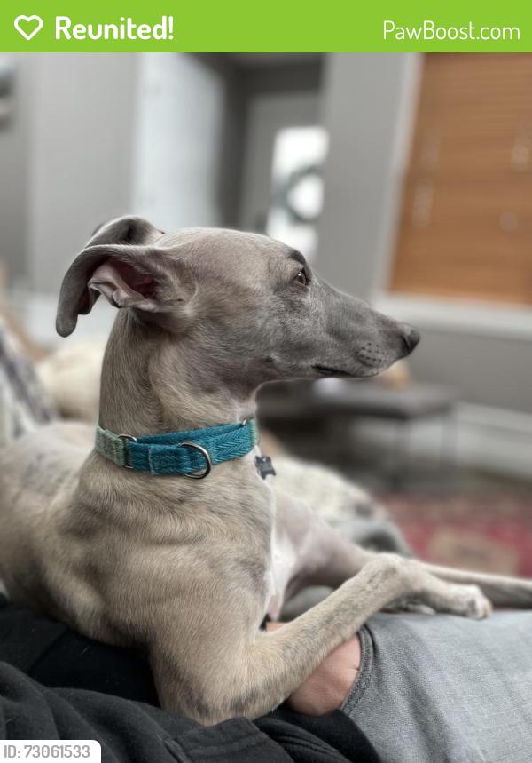 Reunited Male Dog last seen Cottonwood near GHS, Bozeman, MT 59718