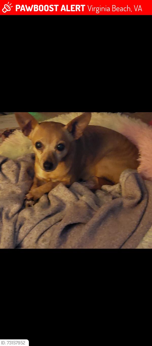 Lost Female Dog last seen Perrel, Virginia Beach, VA 23455