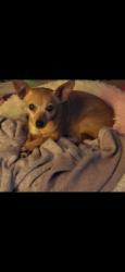 Lost Female Dog last seen Perrel, Virginia Beach, VA 23455