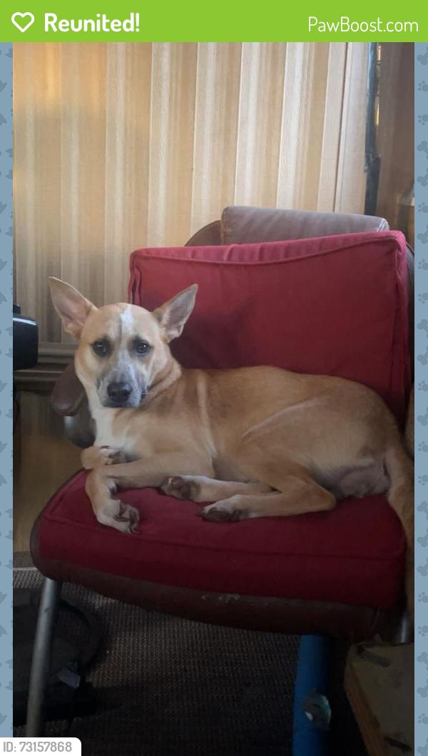 Reunited Female Dog last seen The lake/woods in the Hillbrook Forrest on the private lake shore., Spartanburg, SC 29307