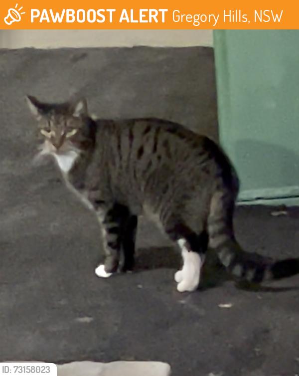 Found/Stray Unknown Cat last seen Gregory Hill’s Drive, Gregory Hills, NSW 2557