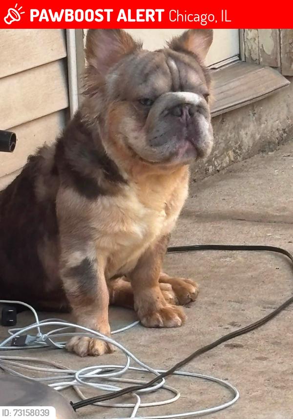 Lost Male Dog last seen Grand and Pulaski ave, Chicago, IL 60651