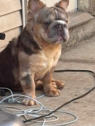 Lost Male Dog last seen Grand and Pulaski ave, Chicago, IL 60651