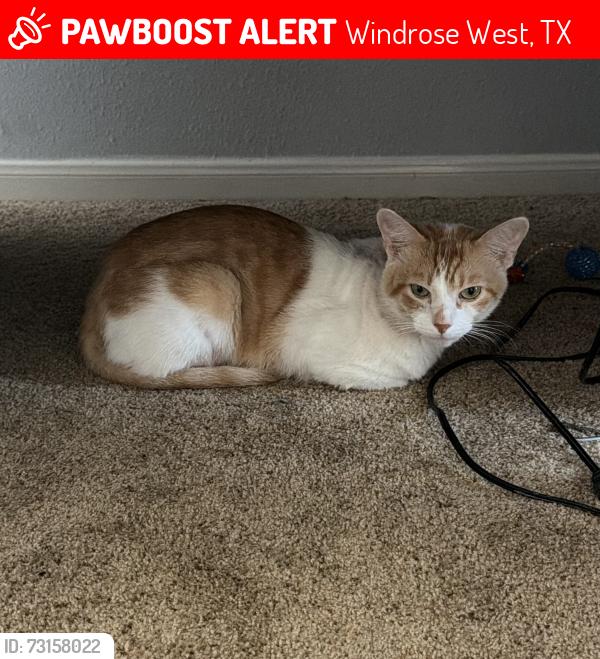 Lost Male Cat last seen Windrose West Tx, near many housing areas., Windrose West, TX 77379