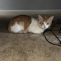 Lost Male Cat last seen Windrose West Tx, near many housing areas., Windrose West, TX 77379