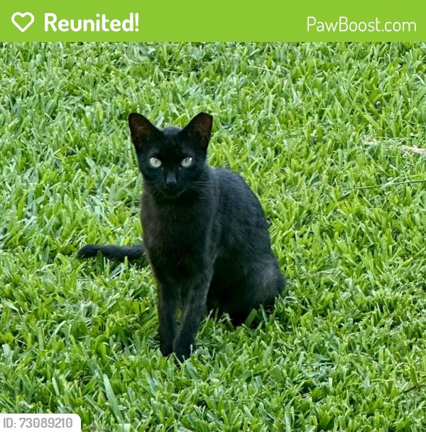 Reunited Female Cat last seen Near SW 147th Ave, Homestead, FL 33033