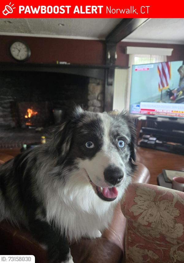 Lost Male Dog last seen Rudolph La, Norwalk, CT 06851