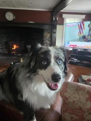 Lost Male Dog last seen Rudolph La, Norwalk, CT 06851