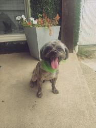 Lost Male Dog last seen Holland Rd, Brook Park, OH 44142