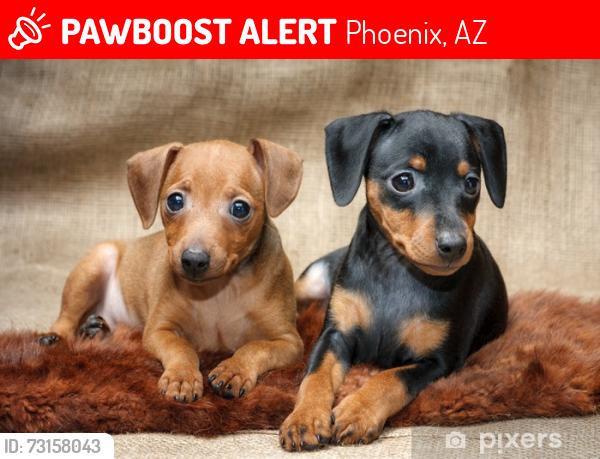 Lost Female Dog last seen Metro center Phoenix az, Phoenix, AZ 85051