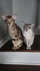 Reunited Male Cat last seen Wahington ave, Miller Place, NY 11764