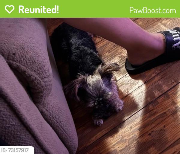 Reunited Male Dog last seen Washington st and nicholls rd, Wheatley Heights, NY 11798