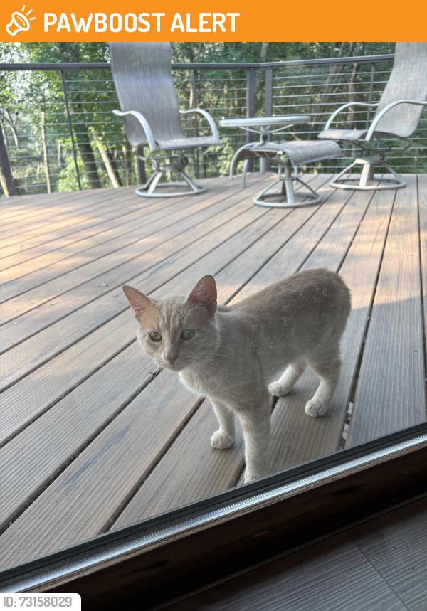 Found/Stray Male Cat last seen Near Century High School, Haverhill Township, MN 55906