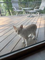 Found/Stray Male Cat last seen Near Century High School, Haverhill Township, MN 55906