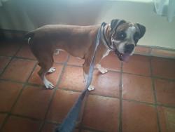 Reunited Male Dog last seen N Sanders Rd & Rudasill, Tucson, AZ 85743