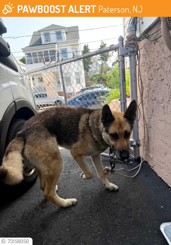 Found/Stray Male Dog last seen Union ave Paterson, Paterson, NJ 07502