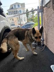 Found/Stray Male Dog last seen Union ave Paterson, Paterson, NJ 07502
