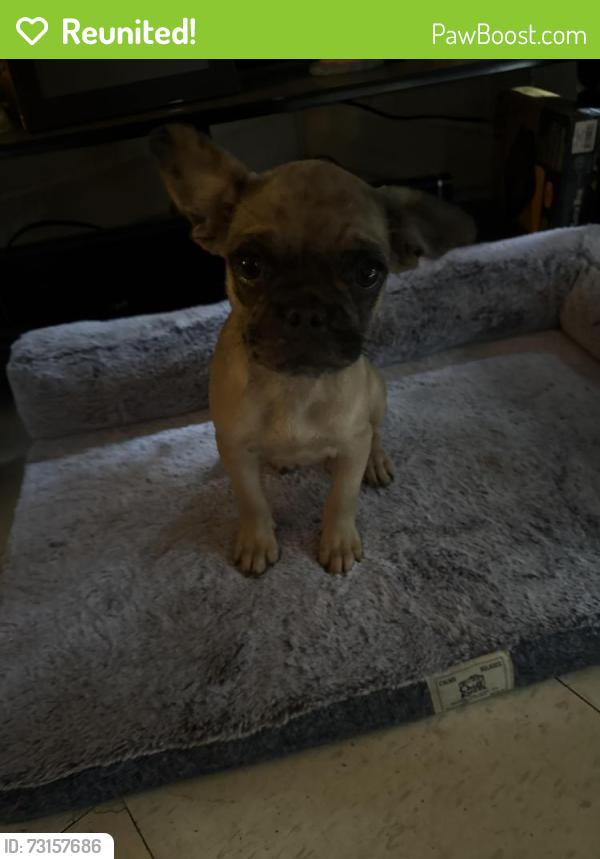 Reunited Female Dog last seen Culberson and bloom ave, San Antonio, TX 78225