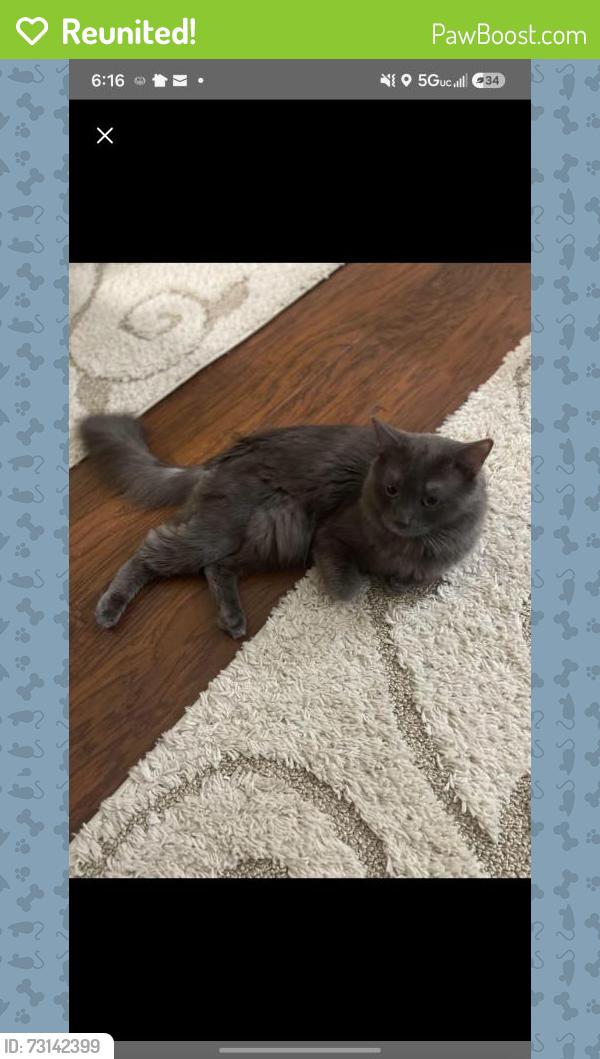Reunited Male Cat last seen 173rd between Lipto and Tarkington, Cleveland, OH 44128