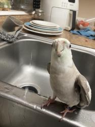Lost Unknown Bird last seen Near west savanna st, Anaheim, CA 92804