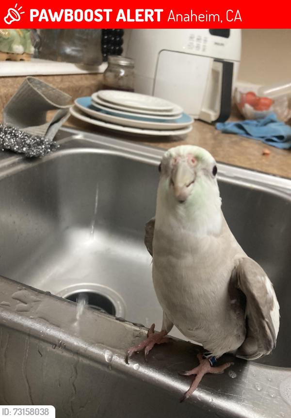 Lost Unknown Bird last seen Near west savanna st, Anaheim, CA 92804