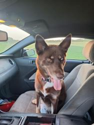 Found/Stray Female Dog last seen Near block of Somerset rd, Somerset, TX 78069