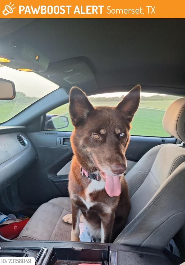 Found/Stray Female Dog last seen Near block of Somerset rd, Somerset, TX 78069