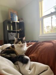 Lost Female Cat last seen By 105th and 13th, Seattle, WA 98177