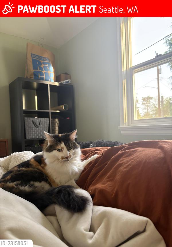 Lost Female Cat last seen By 105th and 13th, Seattle, WA 98177