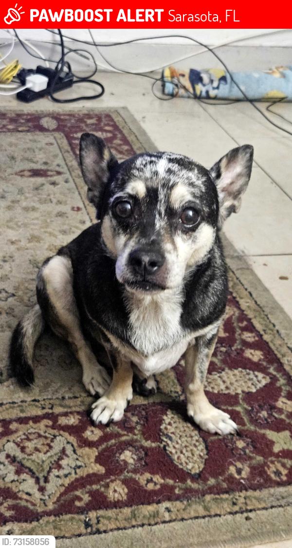 Lost Female Dog last seen Old Bradenton road, Sarasota, FL 34234