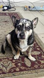 Lost Female Dog last seen Old Bradenton road, Sarasota, FL 34234