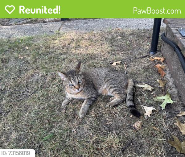 Reunited Female Cat last seen Near Cornelius Ave SE, Grand Rapids, MI 49507, USA, Grand Rapids, MI 49507