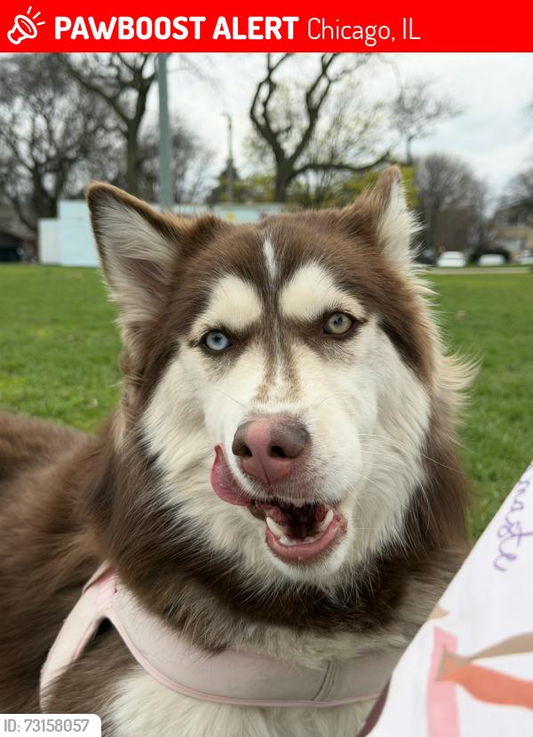 Lost Female Dog last seen Near W Hirsch St Chicago, IL 60651 United States, Chicago, IL 60651
