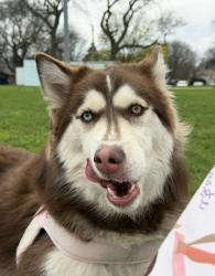 Lost Female Dog last seen Near W Hirsch St Chicago, IL 60651 United States, Chicago, IL 60651
