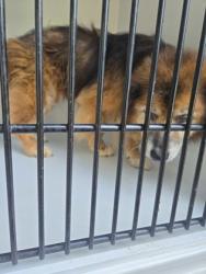 Shelter Stray Male Dog last seen Near laurel ridge way, East Point, GA, 1251 Fulton Industrial Blvd NW, Atlanta, GA 30336, USA