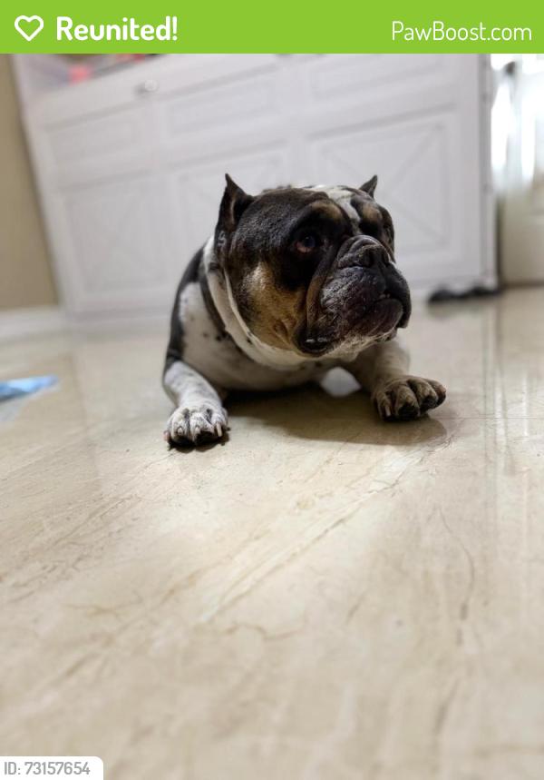 Reunited Male Dog last seen Sw 33rd terrace and Sw 4th street, Deerfield Beach, FL 33442