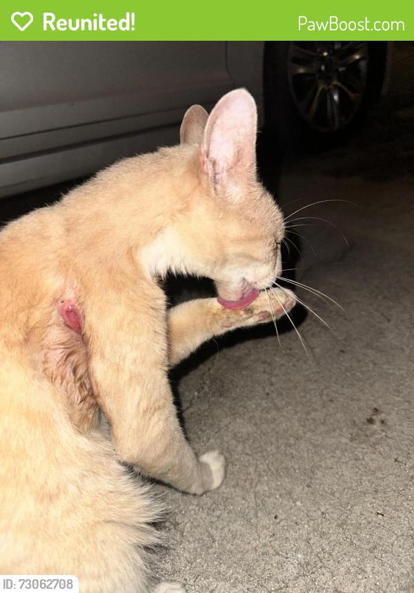 Reunited Unknown Cat last seen County line and Dawson ave, Spring Hill, FL 34606