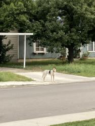 Found/Stray Female Dog last seen Weizmann & Buckeye, San Antonio, TX 78213