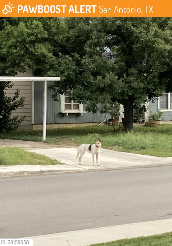 Found/Stray Female Dog last seen Weizmann & Buckeye, San Antonio, TX 78213